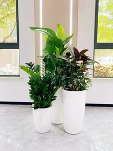 北仑绿植租摆服务价格三大误区，千万别踩